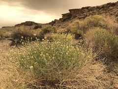 Leucosyris carnosa