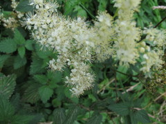 Filipendula ulmaria
