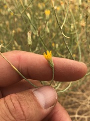 Leucosyris carnosa