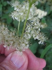 Filipendula ulmaria