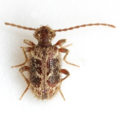 Ptinus hystrix