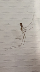 Pholcus phalangioides