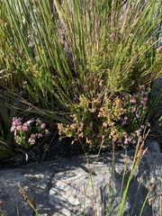 Erica brevifolia
