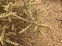 Atriplex parryi
