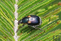 Callirhinus metallescens