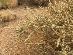 Atriplex parryi