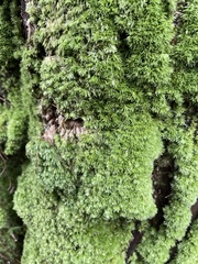 Leucobryum juniperoideum