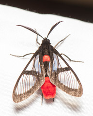 Aethria haemorrhoidalis