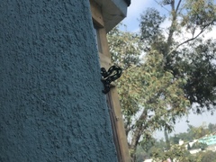 Acronyctodes mexicanaria