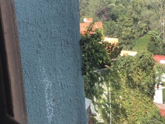 Acronyctodes mexicanaria