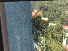 Acronyctodes mexicanaria