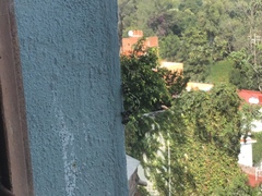 Acronyctodes mexicanaria