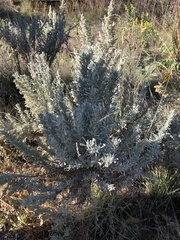 Artemisia tridentata tridentata