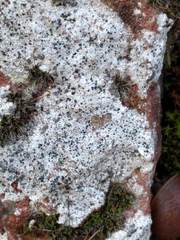 Diplotomma alboatrum