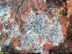 Diplotomma alboatrum