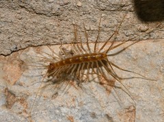 Scutigera linceci