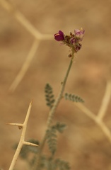 Psorothamnus polydenius polydenius