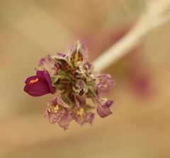 Psorothamnus polydenius polydenius