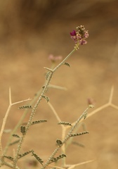 Psorothamnus polydenius polydenius