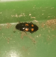 Glischrochilus hortensis