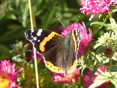 Vanessa atalanta