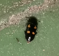 Glischrochilus hortensis