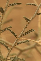 Psorothamnus polydenius polydenius