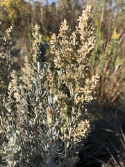 Artemisia tridentata tridentata