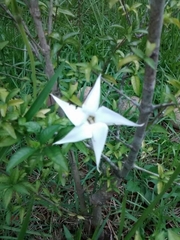 Rosenbergiodendron formosum