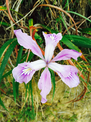 Iris douglasiana