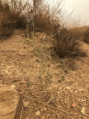 Psorothamnus polydenius polydenius