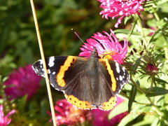 Vanessa atalanta