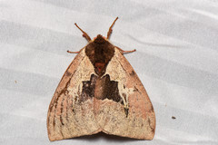 Dirphiopsis multicolor