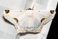 Sericoptera