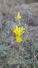 Linaria polygalifolia