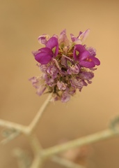 Psorothamnus polydenius polydenius