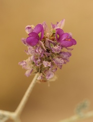 Psorothamnus polydenius polydenius