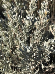 Artemisia tridentata tridentata