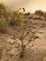 Cordylanthus ramosus