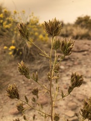 Cordylanthus ramosus