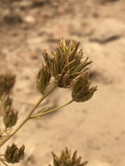 Cordylanthus ramosus