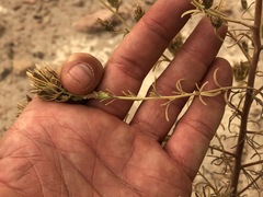 Cordylanthus ramosus