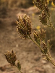 Cordylanthus ramosus