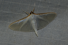 Palpita vitrealis