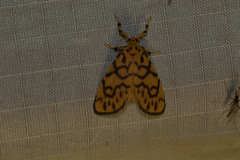 Tumicla sagenaria