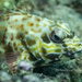 Stocky Hawkfish - Photo (c) Craig Fujii, some rights reserved (CC BY-NC-ND), uploaded by Craig Fujii