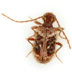 Ptinus hystrix