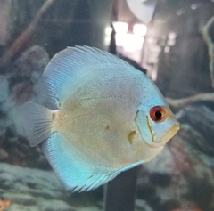 Symphysodon