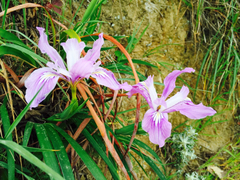 Iris douglasiana