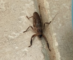 Nesoecia nigrispina